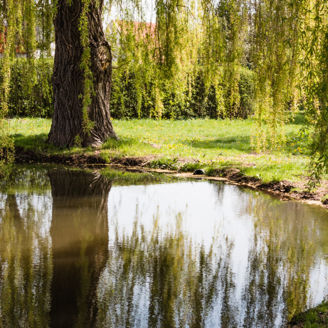 Entwicklung von Natur und Landschaft (im Bild: Teich in der Landschaft)